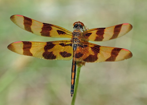 Male
2009_07_21_Floyd